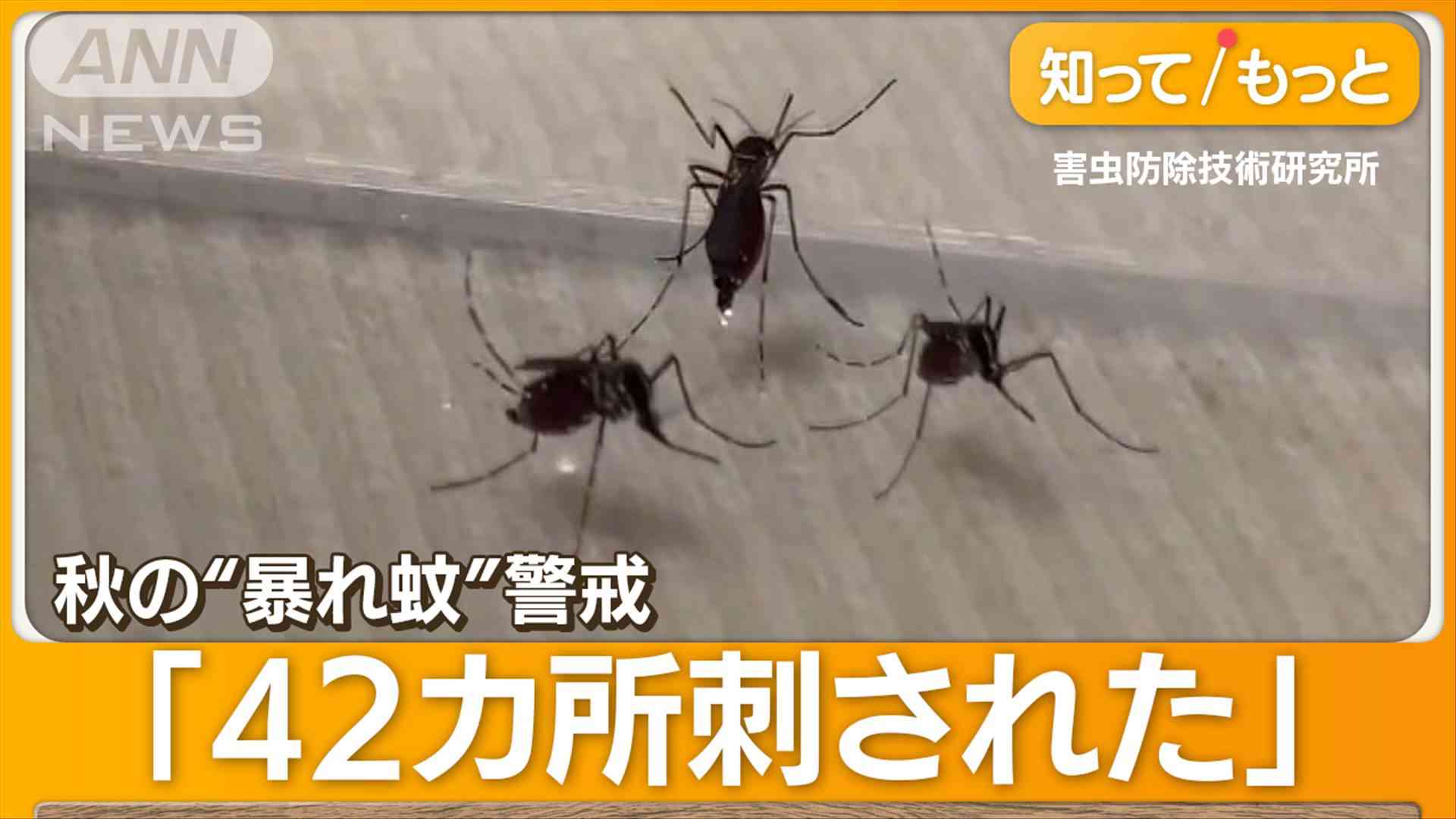 「必死に血を吸う」秋の“暴れ蚊”警戒　海外ではデング熱が大流行【詳細版】