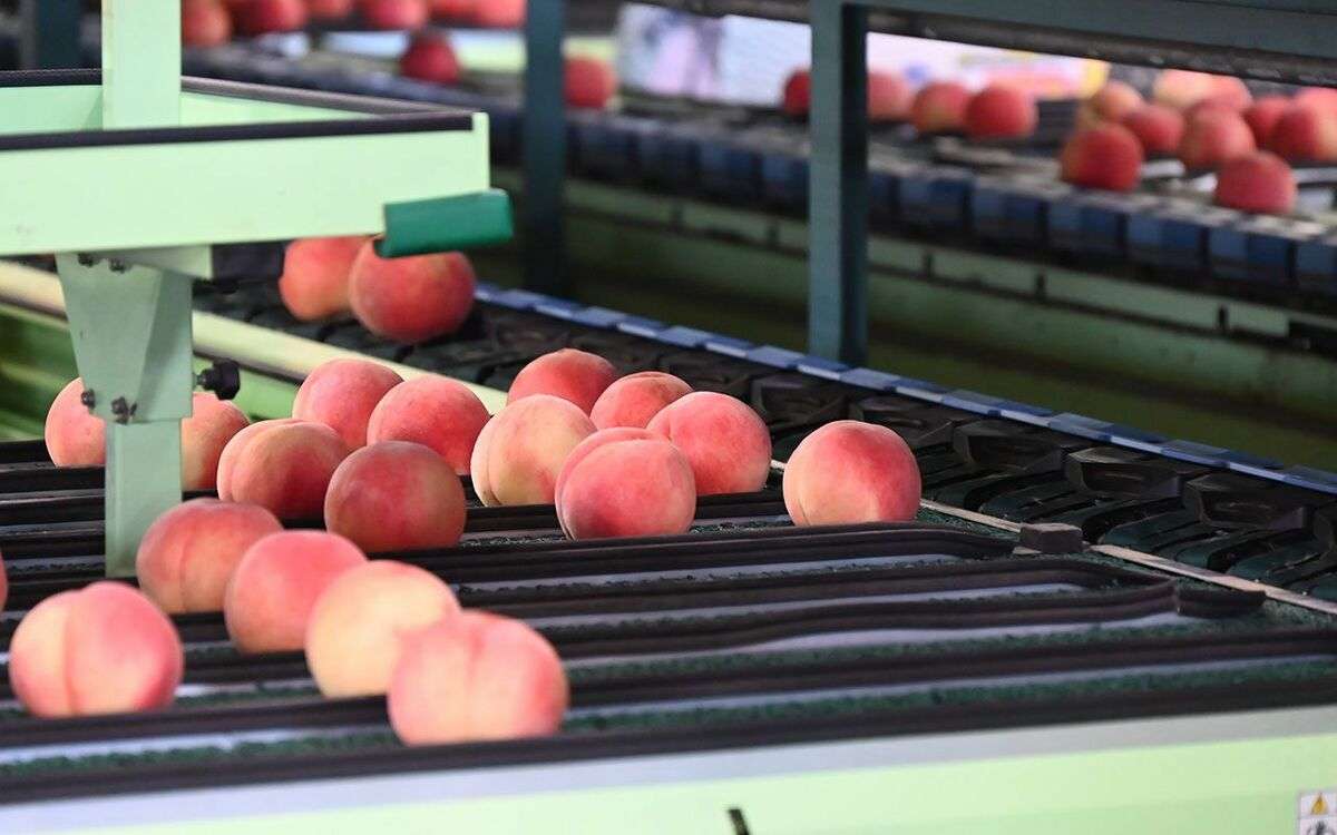 「嫌がらせか！」贈答品として贈ると激怒され…美味しさバツグンの福島県産“モモ”が風評被害から抜け出せない“理不尽な理由” | 文春オンライン