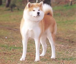 5G：原始的な犬・スピッツ｜一般社団法人 ジャパンケネルクラブ
