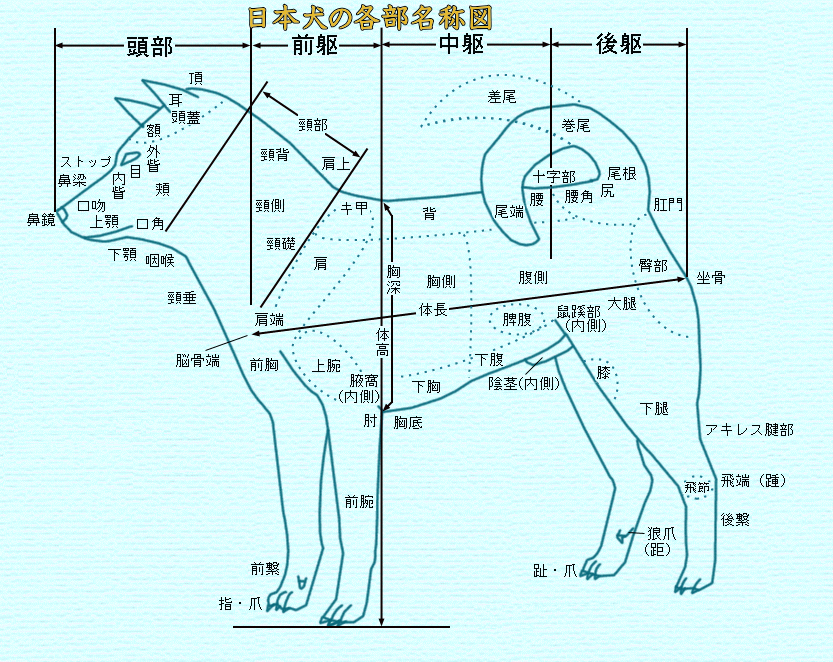 日本犬標準の解説 – 公益社団法人 日本犬保存会