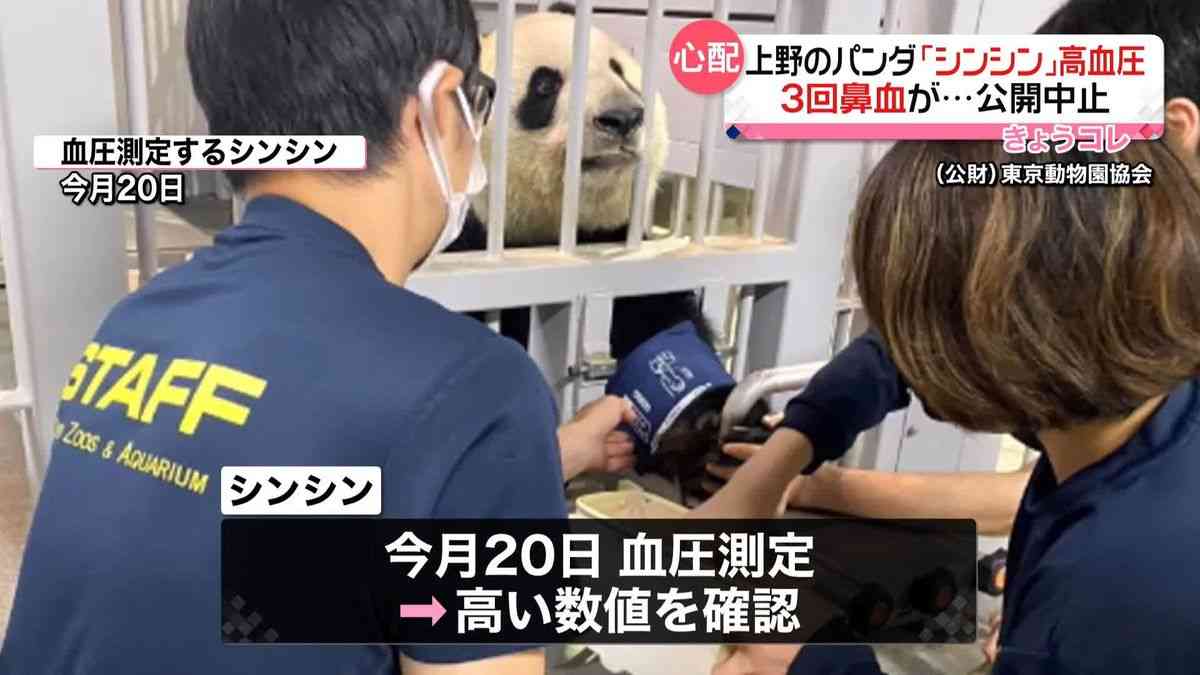 上野のパンダ「シンシン」高血圧で20日から公開中止　3回にわたり鼻血出す