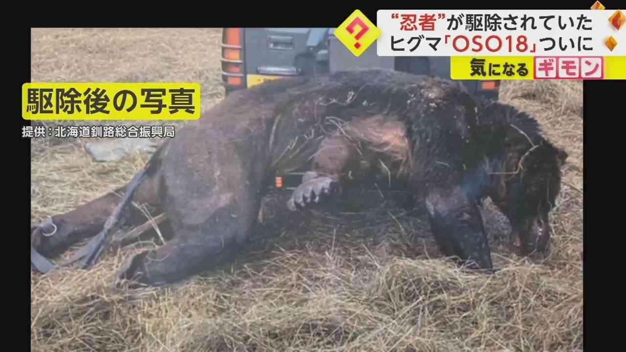 巨大ヒグマ“OSO18”ハンターに駆除されていた　痩せて脚に皮膚病患う　前脚の幅は20cm　北海道（FNNプライムオンライン） - Yahoo!ニュース