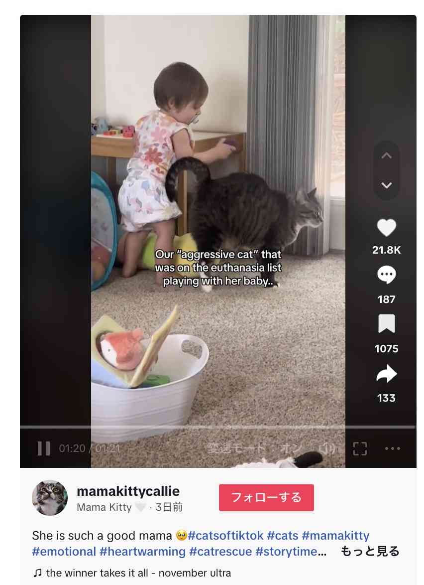 【海外発！Breaking News】子猫を失い攻撃的な猫、安楽死寸前も新しい飼い主の赤ちゃんを世話する優しい猫に（米）＜動画あり＞ | Techinsight（テックインサイト）|海外セレブ、国内エンタメのオンリーワンをお届けするニュースサイト