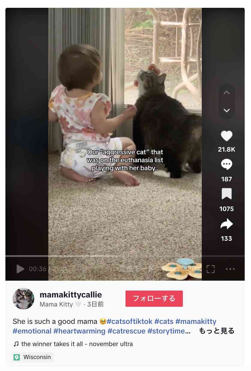子猫を失い攻撃的な猫、安楽死寸前も新しい飼い主の赤ちゃんを世話する優しい猫に（米）＜動画あり＞