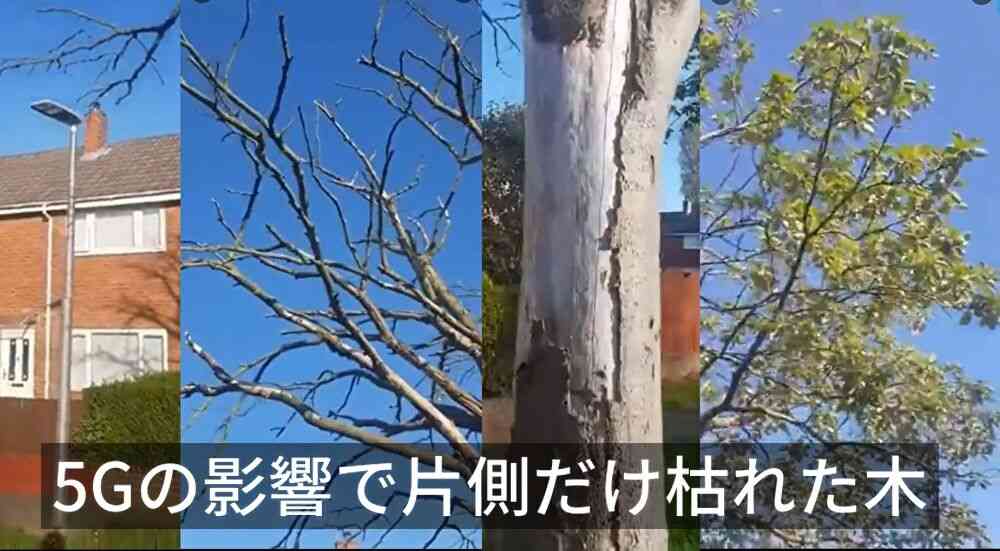 【報告は氷山の一角 vol.544】コロナワクチン接種後の副反応、死亡のツイートが多すぎて戦慄！ | 泣いて生まれてきたけれど