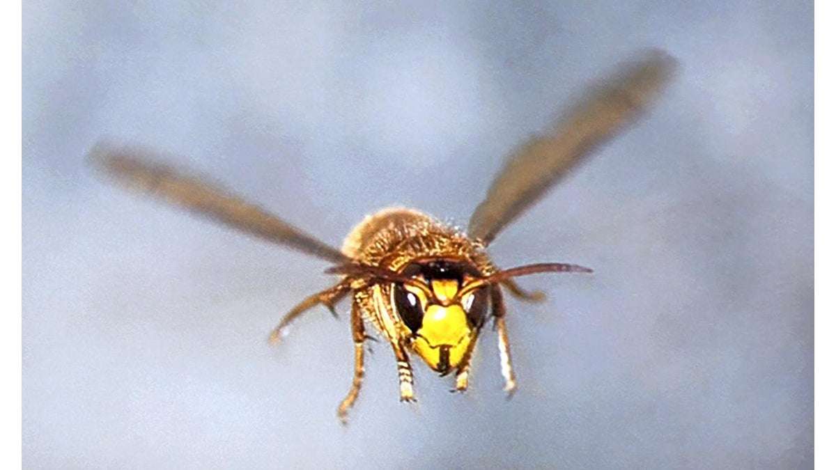 ハチの巣駆除「削りに削って３０万円」？ＨＰで「５５０円から」とあったのに…高額請求にご注意 : 読売新聞