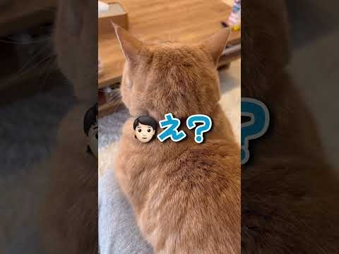 「太った？」と聞くとハッキリ「うるさい！」と言ってくる猫ちゃんwww - YouTube
