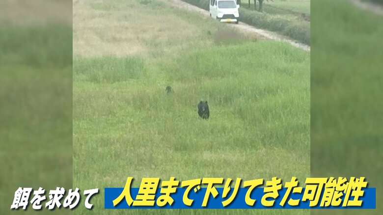 秋田県のクマ3頭「なぜ殺したのか」　県外から苦情殺到、「住民の命守るためご理解を」