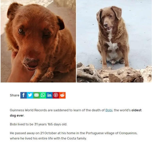 世界最長寿の犬「ボビ」死ぬ　31歳と165日　ポルトガル原産の純血種、平均寿命は12～14歳 - 社会 : 日刊スポーツ