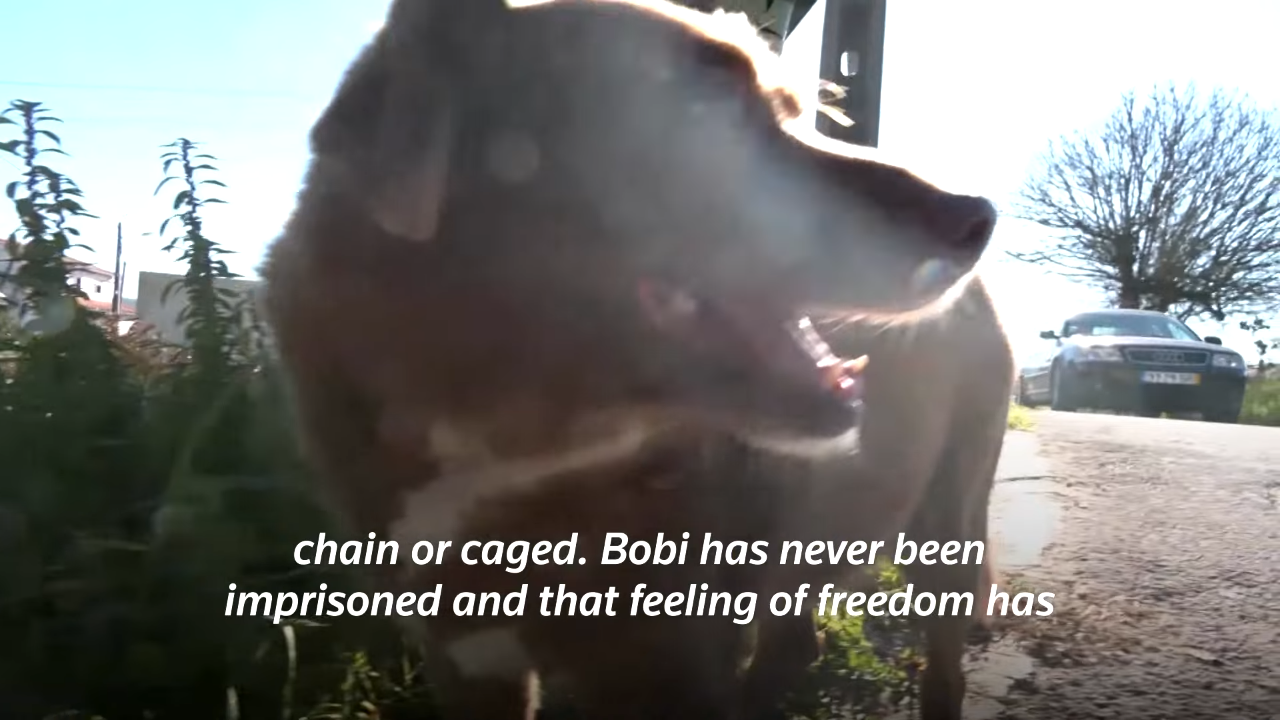 世界最長寿の犬「ボビ」死ぬ　31歳と165日　ポルトガル原産の純血種、平均寿命は12～14歳