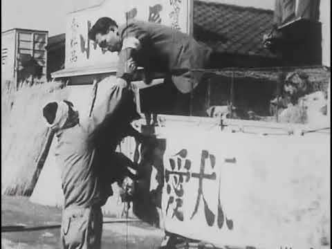 昭和27年11月20日 野良犬をなくそう（川崎市映像アーカイブ）