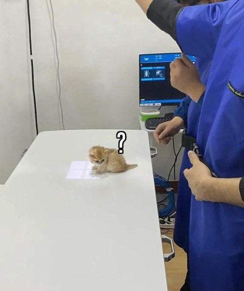 がるちゃん猫カフェ92号店開店しました♫(初めての方も大歓迎♫)