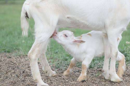 授乳中の人は誰でもアサイーを摂取できますか?