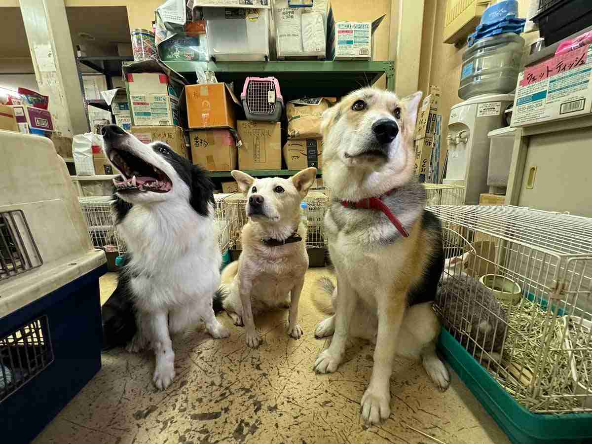 神奈川県警が押収した犬猫80匹が行方不明「あり得ないことが起きている」