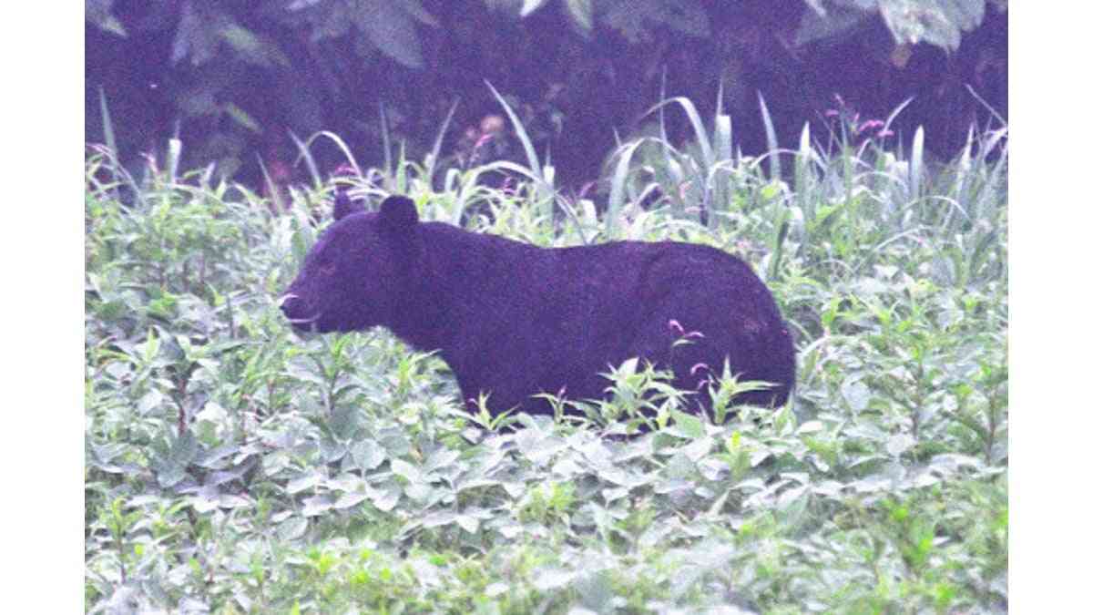 秋田「人食いグマ」３頭生存か　他の５地域も警戒を : 読売新聞