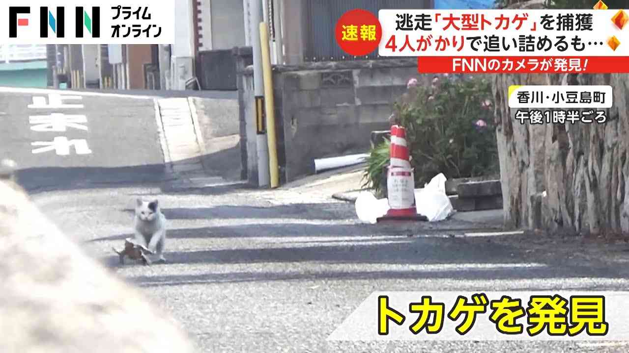 カメラマンがオオトカゲを発見「ネコが追いかけている！」捕獲の瞬間　4日前から騒動に　香川・小豆島町 - YouTube