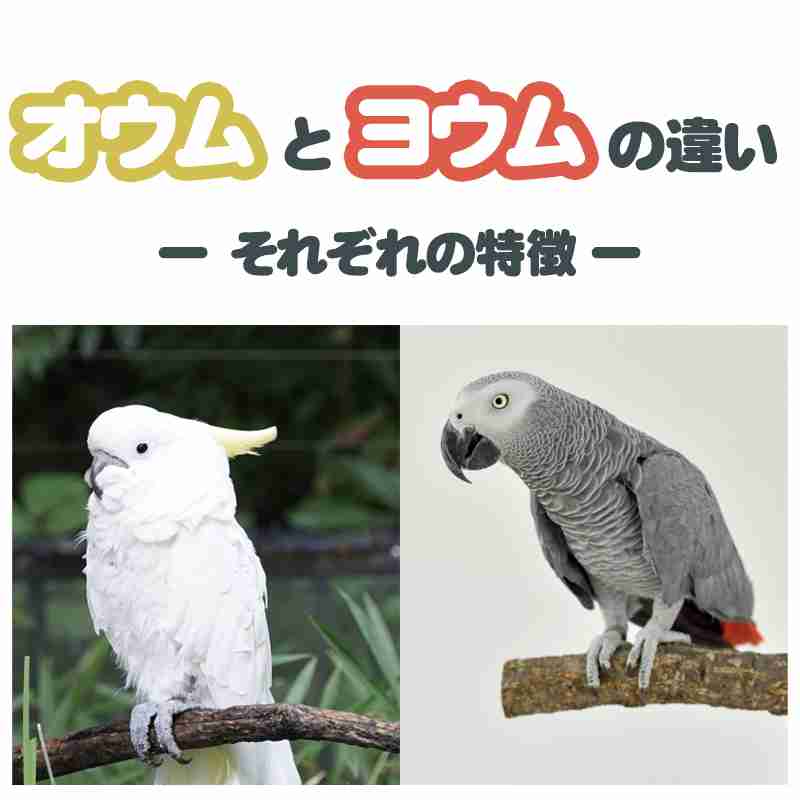 オウムとヨウムは何が違うの？それぞれの特徴と違いについて紹介