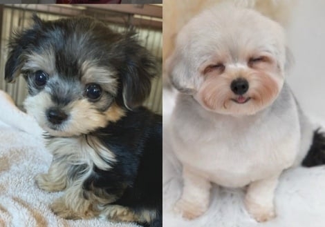 黒い犬を飼ったつもりが…いつまにか別の犬に大変身？「入れ替わったんじゃないか？」と驚きの声 ｜最新ニュース｜eltha（エルザ）