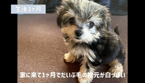 黒い犬を飼ったつもりが…いつまにか別の犬に大変身？「入れ替わったんじゃないか？」と驚きの声