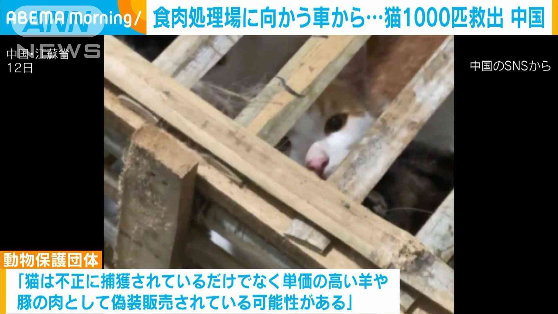 食肉処理場に向かう車から…猫1000匹救出　偽装販売目的か　中国