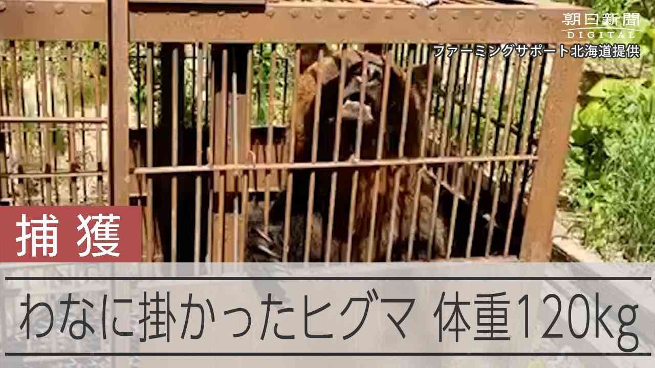 わなにかかった体重120キロのヒグマ　猛スピードで突進、爪で攻撃 - YouTube