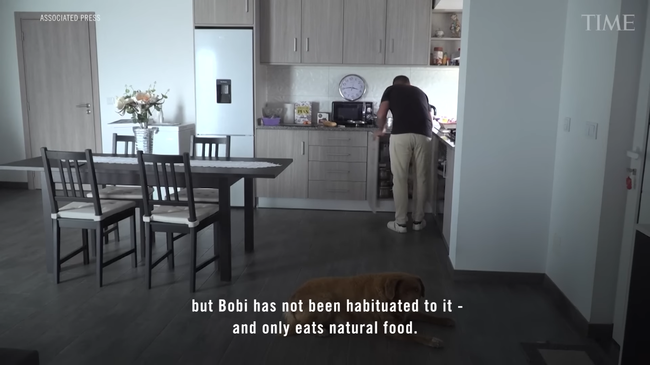 世界最長寿の犬「ボビ」死ぬ　31歳と165日　ポルトガル原産の純血種、平均寿命は12～14歳