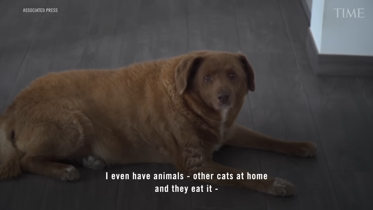 世界最長寿の犬「ボビ」死ぬ　31歳と165日　ポルトガル原産の純血種、平均寿命は12～14歳