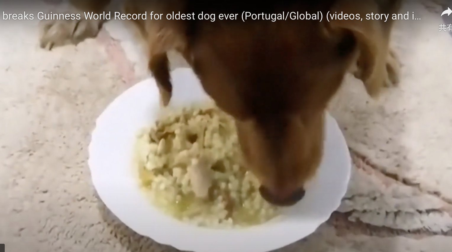 世界最長寿の犬「ボビ」死ぬ　31歳と165日　ポルトガル原産の純血種、平均寿命は12～14歳