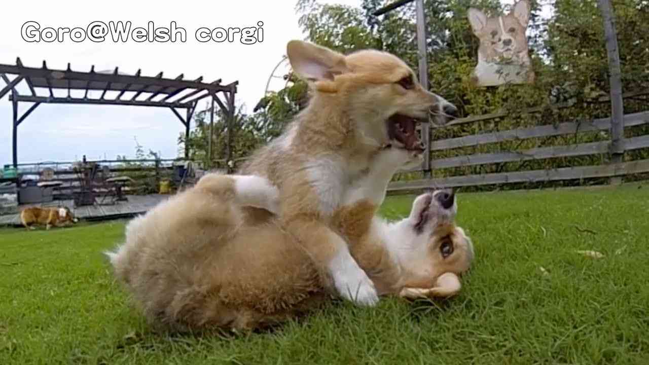 Rocky Puppies / cute corgi puppies on grass / Goro@Welsh corgi channel コーギー子犬 - YouTube