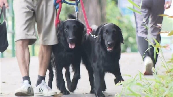 犬を飼う人は認知症の発症リスクが低くなるとの研究結果発表　運動習慣や社会とのつながりが影響か｜FNNプライムオンライン