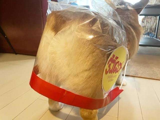 コーギー大好き♡