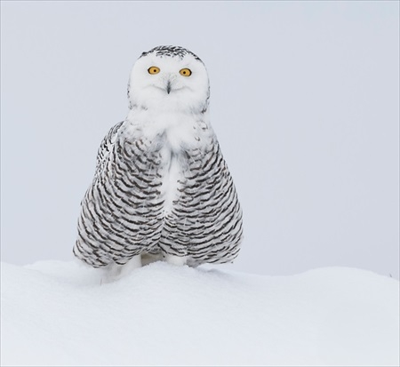 ユニークなシーンを激写!「野生動物面白写真コンテスト」ファイナリスト発表 エアギターなカンガルーやタンゴを踊る馬など41作品