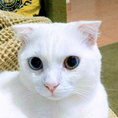 ブランカ_1010 on Twitter: 