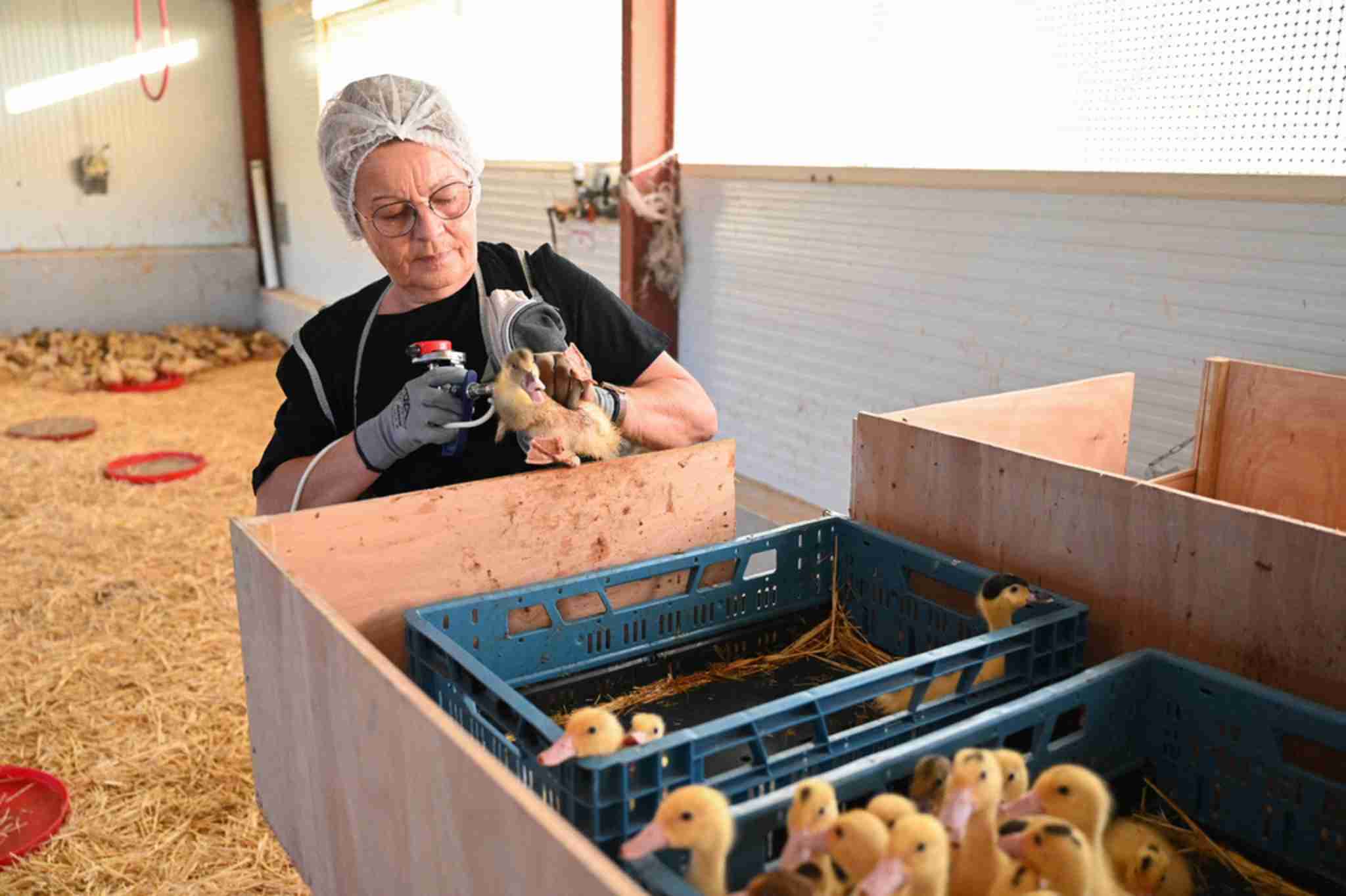 仏、家禽アヒルへの鳥インフルワクチン接種開始（ＡＦＰ＝時事） - Yahoo!ニュース