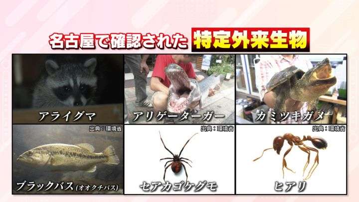 別の外来種が“大繁殖”…「池の水全部抜く作戦」で大量のブルーギル等駆除された池 2年経ったらこうなった