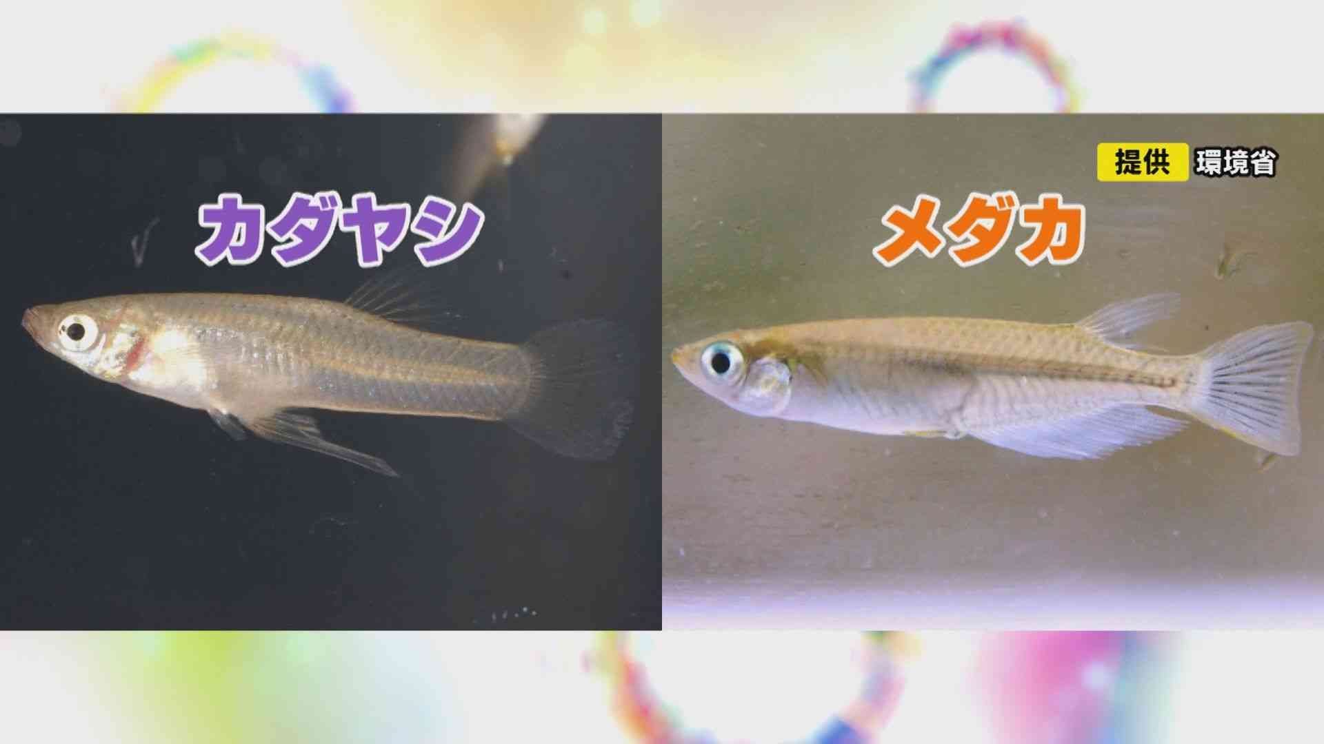 別の外来種が“大繁殖”…「池の水全部抜く作戦」で大量のブルーギル等駆除された池 2年経ったらこうなった