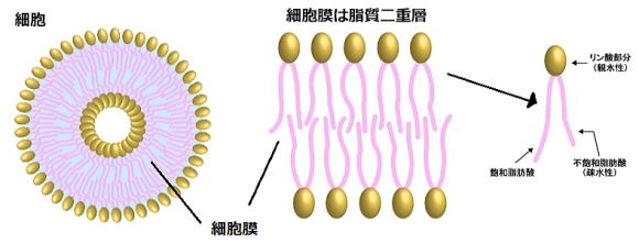 コロナワクチン（酸化グラフェン・スパイクたんぱく）解毒情報