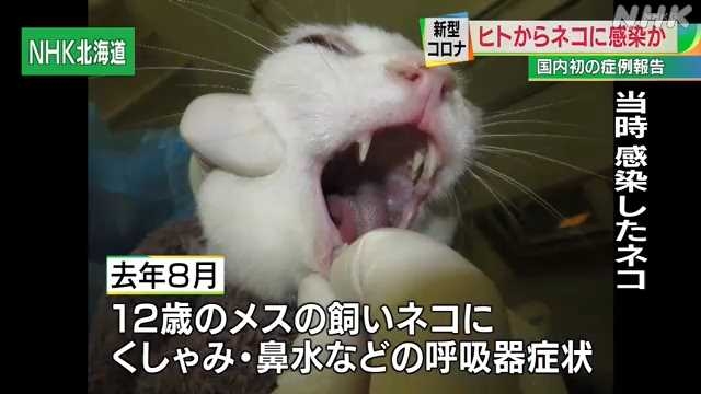 飼いネコも新型コロナ発症 中標津町の獣医師が報告｜NHK 北海道のニュース