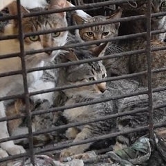 ベトナム子猫『ベビータイガー』と犬猫肉食【画像閲覧注意】 | ミルキーウェイ日本スピッツと【拡張型心筋症】