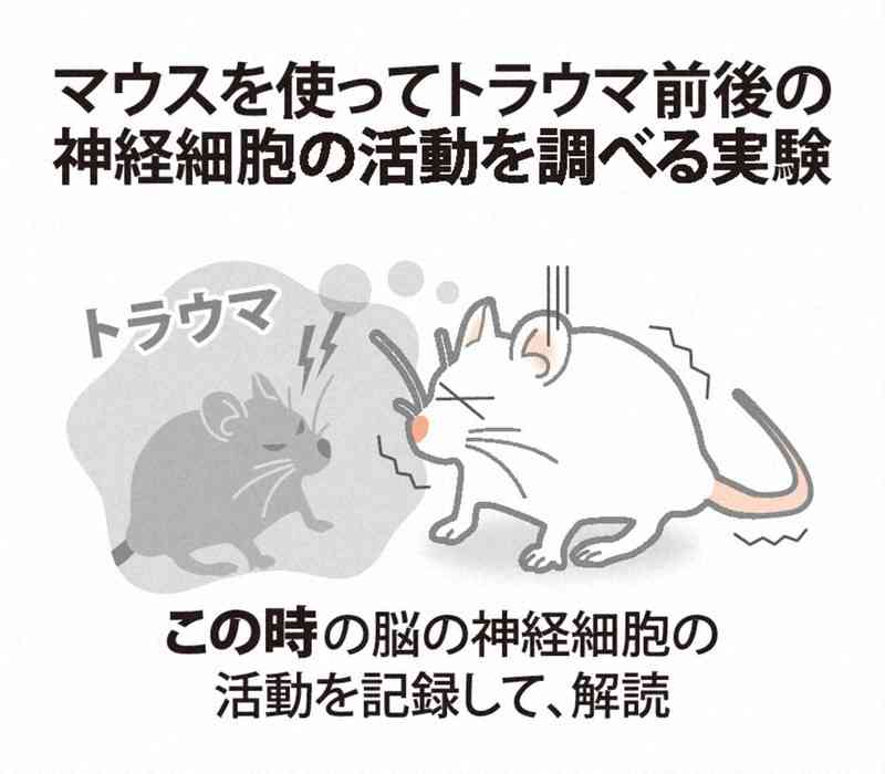 トラウマのメカニズム、一端を解明　PTSD治療につながる可能性