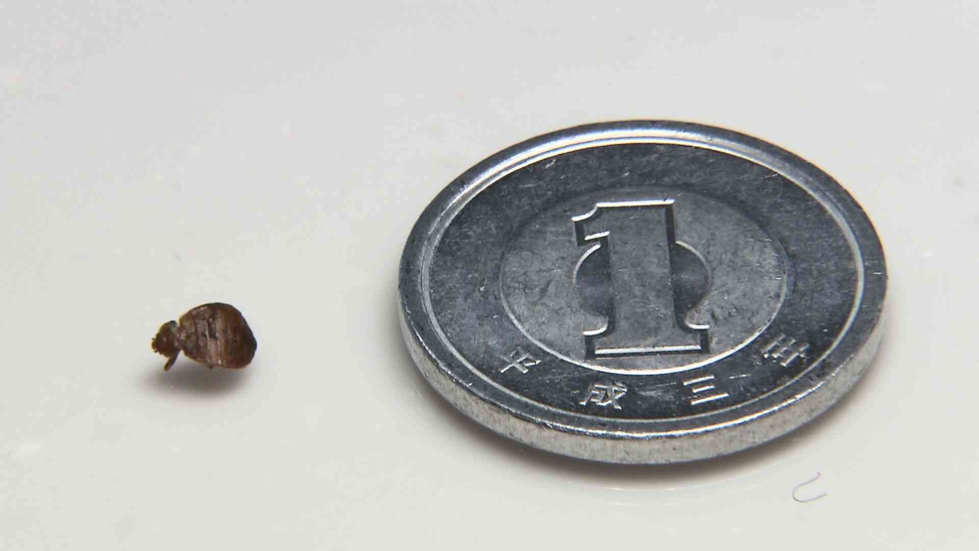 国内では1970年代に一度根絶するも外国人旅行客増加で再び被害確認 繁殖力強い“トコジラミ”にご用心（MRO北陸放送） - Yahoo!ニュース