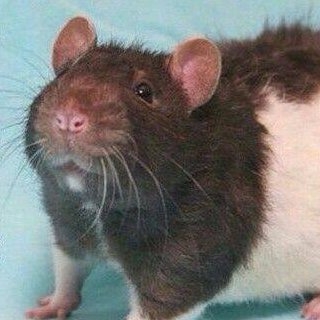 IAPG Tokyo　獣医　化学者　マルチエンジニア　機械工学技士 on Twitter: 