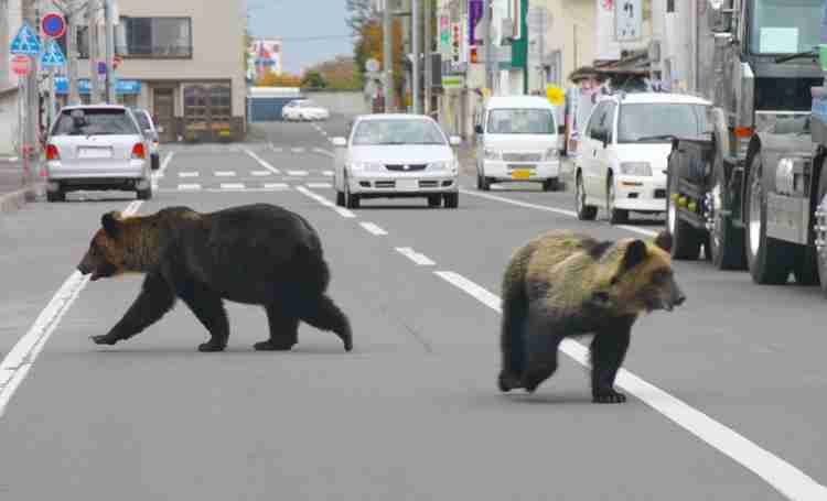 「運転席からライフルのスコープをのぞき…」OSO18を射殺したハンターが語る“闘い”　猟友会支部長は「内地の人は“共存共栄”と言うけれど」