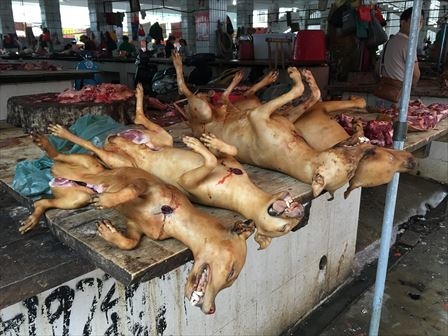 玉林７ - やったぜ！勘を頼りに玉林の犬猫肉市場へたどり着く！ : 吃尽天下