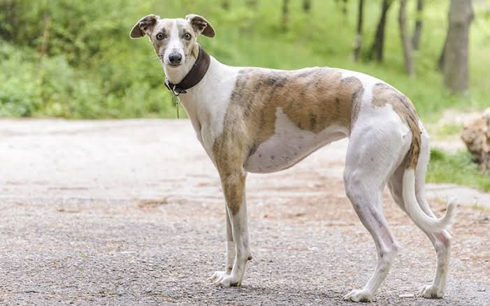 お金持ちあるあるをコメントしていくトピ