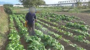 “ヤミ畑”の主を直撃「やめない、知らない」注意無視…河川敷に無許可で1ha　野菜栽培、ニワトリ小屋も | 長野県内のニュース | NBS 長野放送