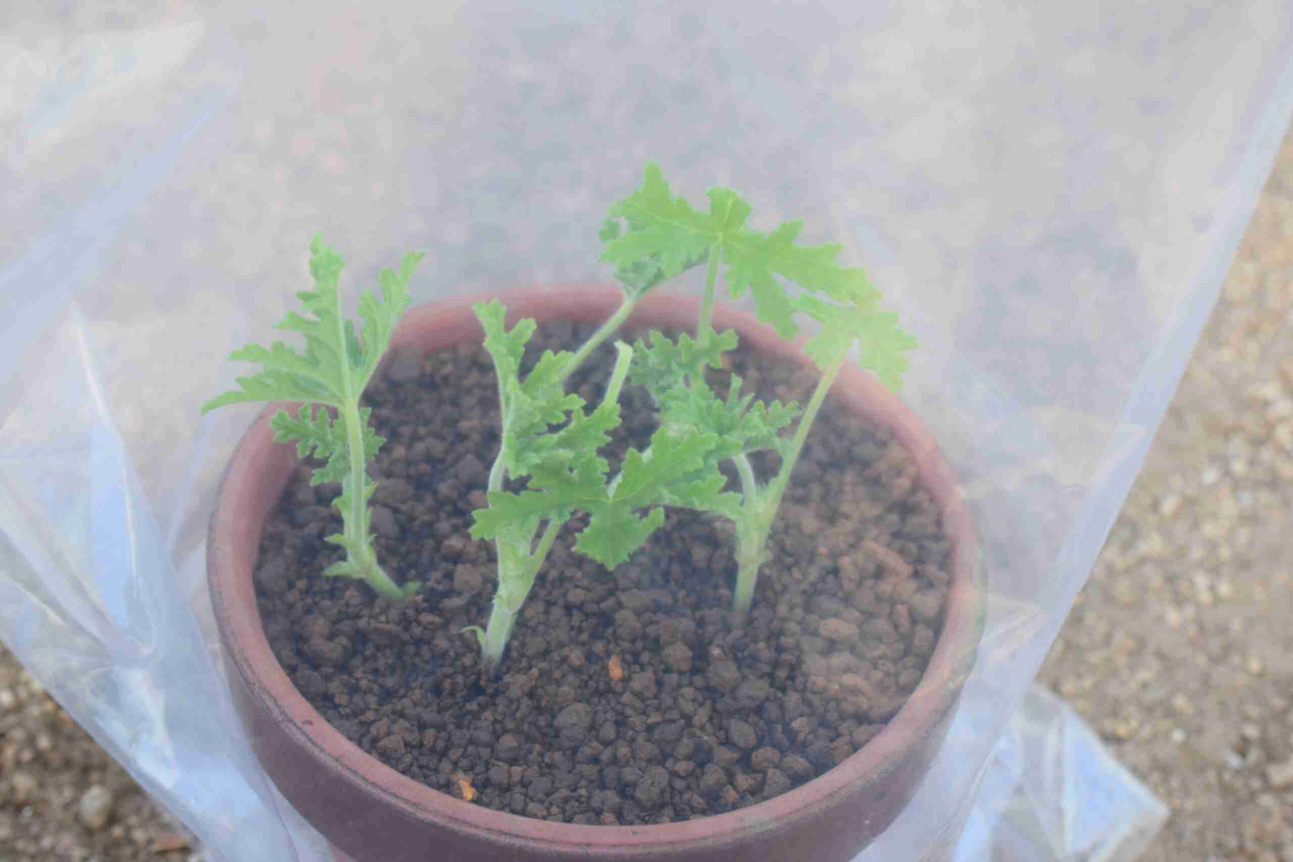 ビニール袋を使った挿し木の方法｜こぶたのお部屋