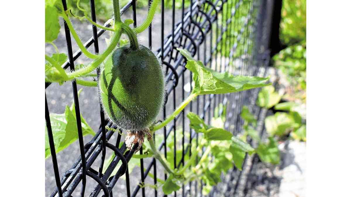 「ど根性トウガン」誤って刈り取った尼崎市、判断ミス認め陳謝…肩落とす住民「がっかりして涙が」 : 読売新聞