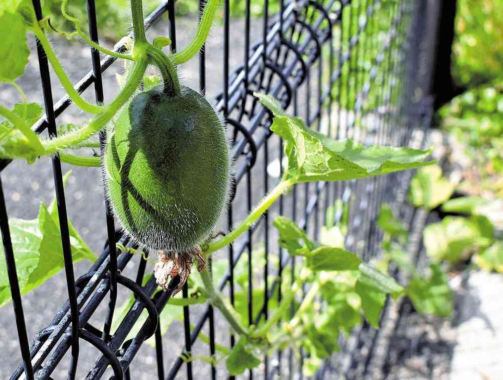 「ど根性トウガン」誤って刈り取った尼崎市、判断ミス認め陳謝…肩落とす住民「がっかりして涙が」