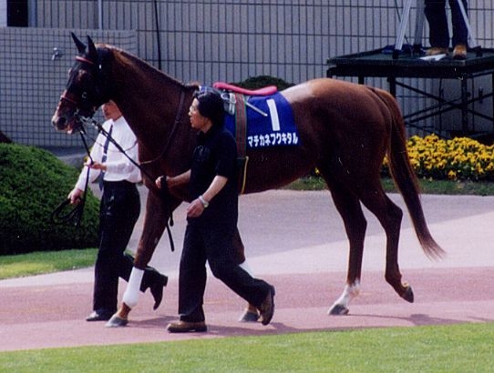 今の気持ちを競走馬の名前っぽく発表するトピ